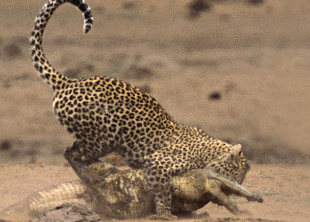 Leoparın timsahla ölüm kalım savaşı - Resim: 2