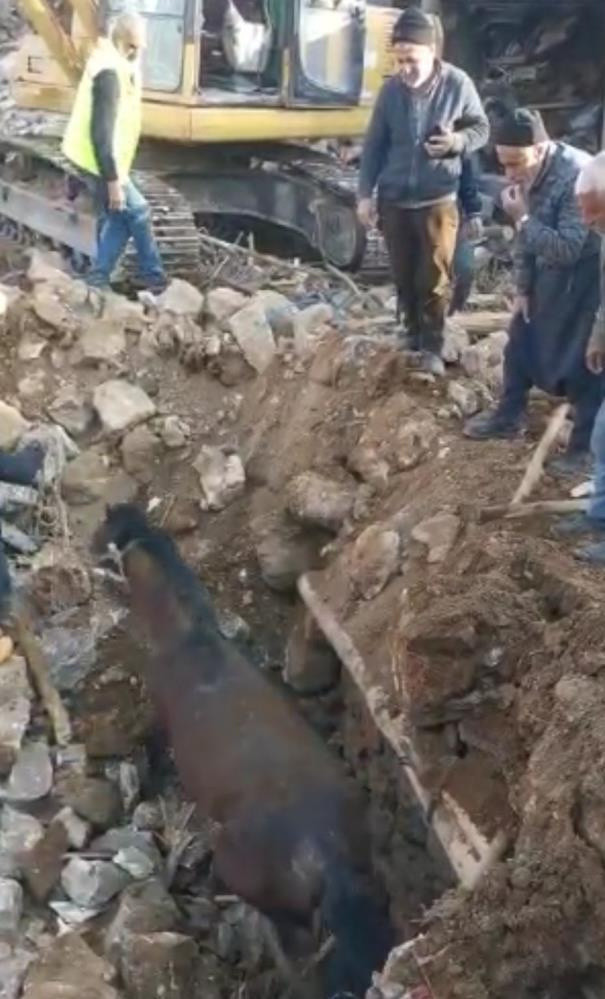 Depremin 20’nci gününde bir at enkazdan canlı olarak kurtarıldı - Resim: 0