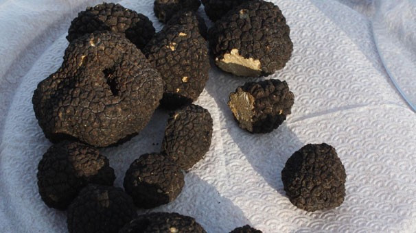 Orman Bakanlığı çalışma başlattı! Kilosu tam 3 bin TL - Resim: 4