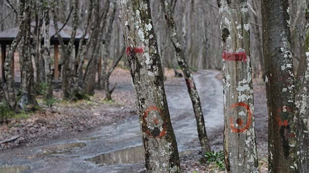 Belgrad Ormanı'ndaki gizemli şifrelerin sırrı! Bakın neymiş - Resim: 2