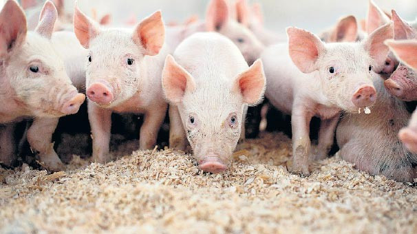 Domuzla insan embriyosunu birleştirdiler sonuç! - Resim: 3