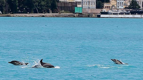 İstanbul Boğazı’nda yunus sürprizi  - Resim: 4