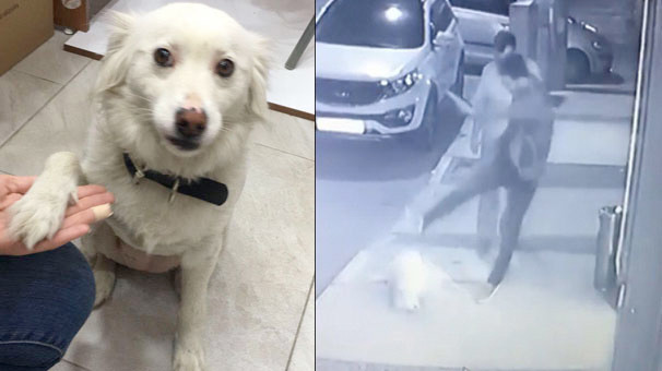 İzmir'deki köpeği tekmeleyen o kişi bakın kim çıktı? - Resim: 1