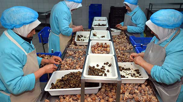 Salyangoz dolması ile 5 milyon dolarlık ihracat! - Resim: 1