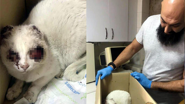 Gözleri oyulan kedi haberinde şok gelişme - Resim: 1