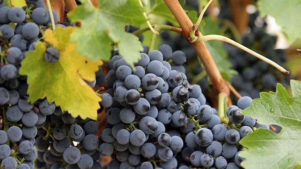 Her gün için kanserden korunun - Resim: 4