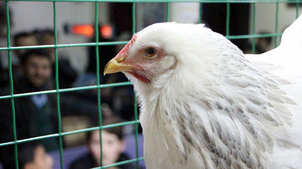 Kuzu fiyatına tavuklar kapış kapış gidiyor - Resim: 1