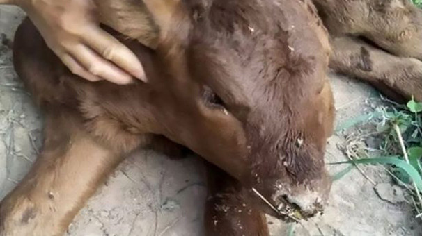 Bu buzağının dört gözü, iki yüzü var! - Resim: 1