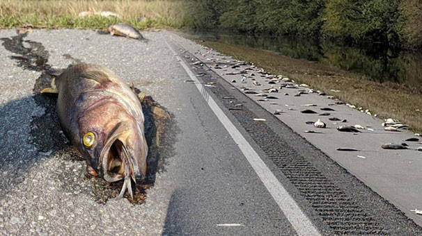 Otoyol yüzlerce ölü balıkla doldu - Resim: 1