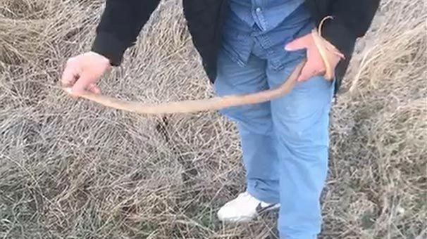 Konya'da kafasından tuttuğu yılanı fare deliğine bırakan adam şaşırttı - Resim: 1