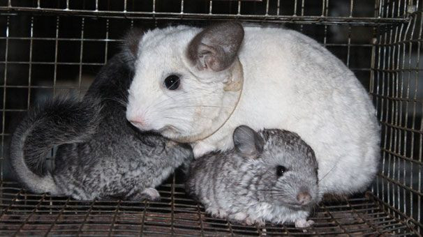 Kürk vergisi sıfırlandı artık ÖTV alınmayacak! Herkesi şaşırtan karar - Resim: 4