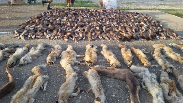 Batman'da bir kargo aracından yüzlerce hayvan derisi çıktı! - Resim: 1