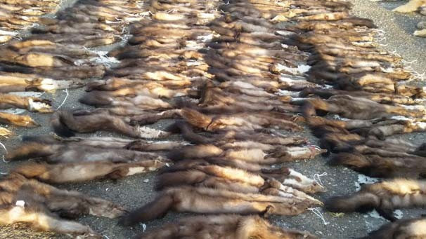 Batman'da bir kargo aracından yüzlerce hayvan derisi çıktı! - Resim: 4