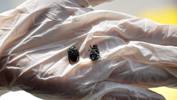 Bursa'da akıl almaz olay: Paraşütle atıldı ne olduğu belirlenemiyor! - Resim: 4