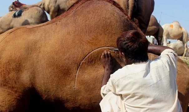 Hayran bırakan deve sanatı - Resim: 1