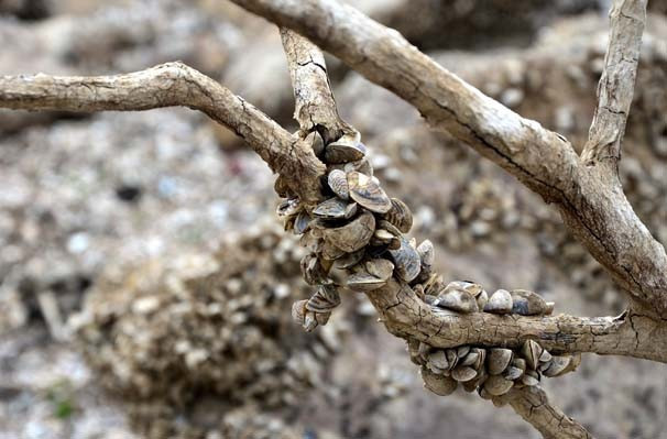 Su çekildi ortaya çıktı - Resim: 2