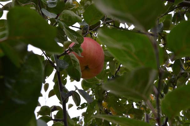 Bu meyvenin cinsini kimse bilemedi - Resim: 1