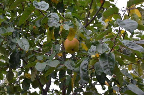 Bu meyvenin cinsini kimse bilemedi - Resim: 2