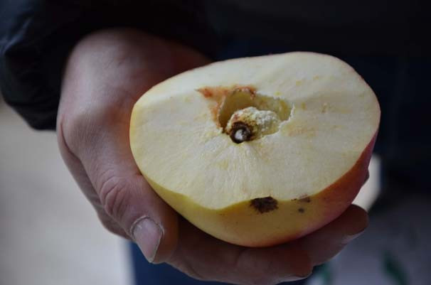 Bu meyvenin cinsini kimse bilemedi - Resim: 3