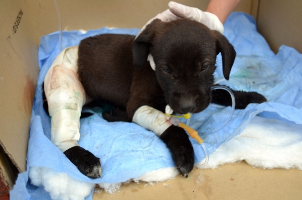 Kediler yavru köpeği böyle yaraladı - Resim: 1
