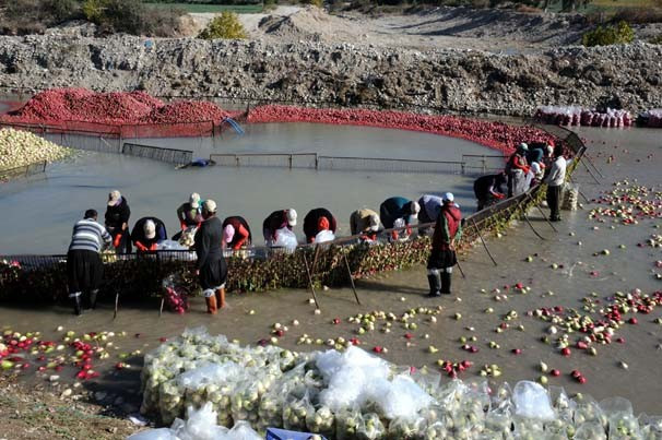 'Kırmızı altın' hasadı başladı - Resim: 1