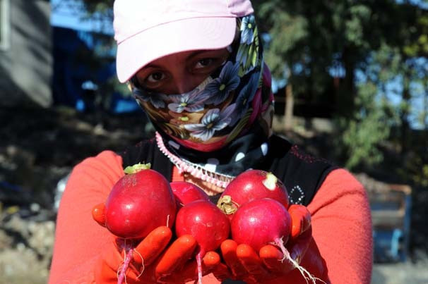 'Kırmızı altın' hasadı başladı - Resim: 2