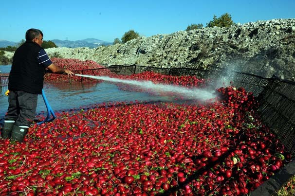 'Kırmızı altın' hasadı başladı - Resim: 3