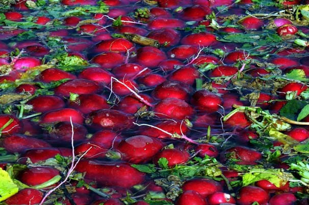 'Kırmızı altın' hasadı başladı - Resim: 4