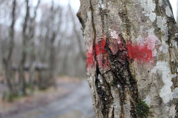 Belgrad Ormanı'ndaki gizemli şifrelerin sırrı! Bakın neymiş - Resim: 1
