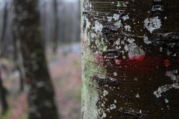 Belgrad Ormanı'ndaki gizemli şifrelerin sırrı! Bakın neymiş - Resim: 4