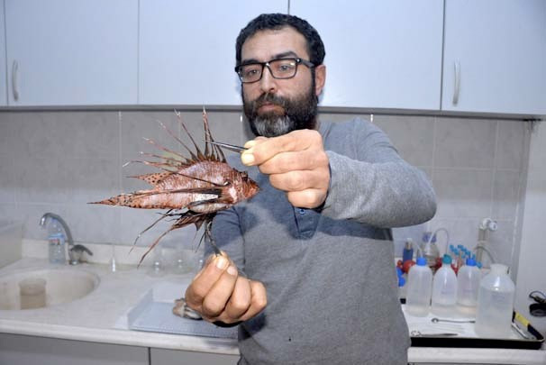 Ölümcül balık Mersin açıklarında görülmeye başladı - Resim: 2
