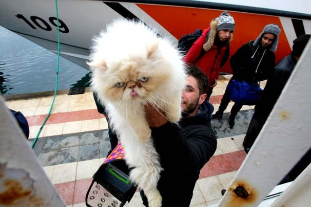 Kedili mülteci şaşırttı! - Resim: 2