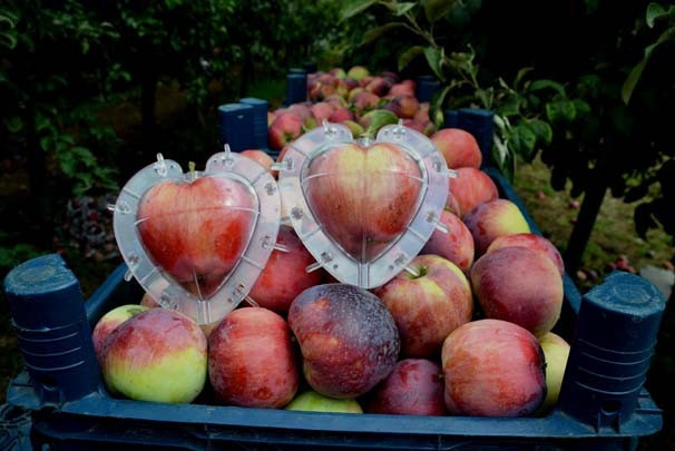 Hobisini mesleğe dönüştürdü paraya para demiyor - Resim: 2