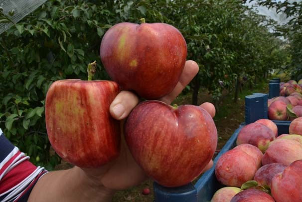Hobisini mesleğe dönüştürdü paraya para demiyor - Resim: 4