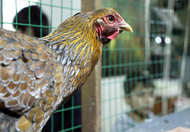 Kuzu fiyatına tavuklar kapış kapış gidiyor - Resim: 2