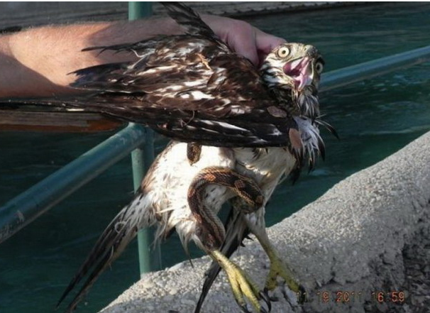 Yılan şahini böyle boğazladı - Resim: 1