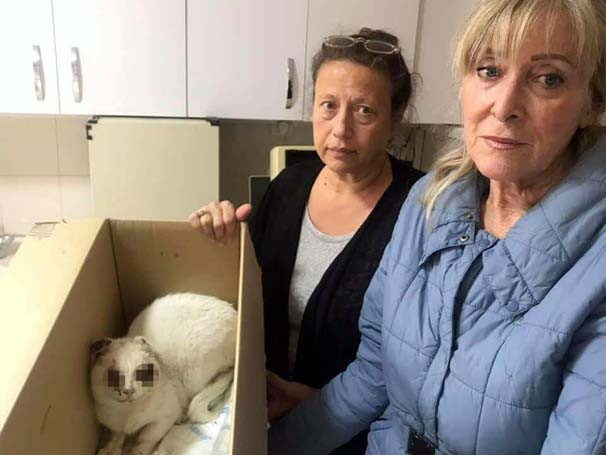 Gözleri oyulan kedi haberinde şok gelişme - Resim: 3
