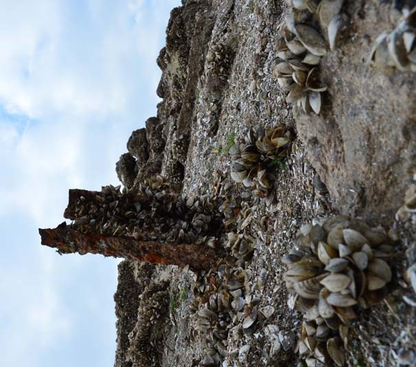 Su çekildi ortaya çıktı - Resim: 4