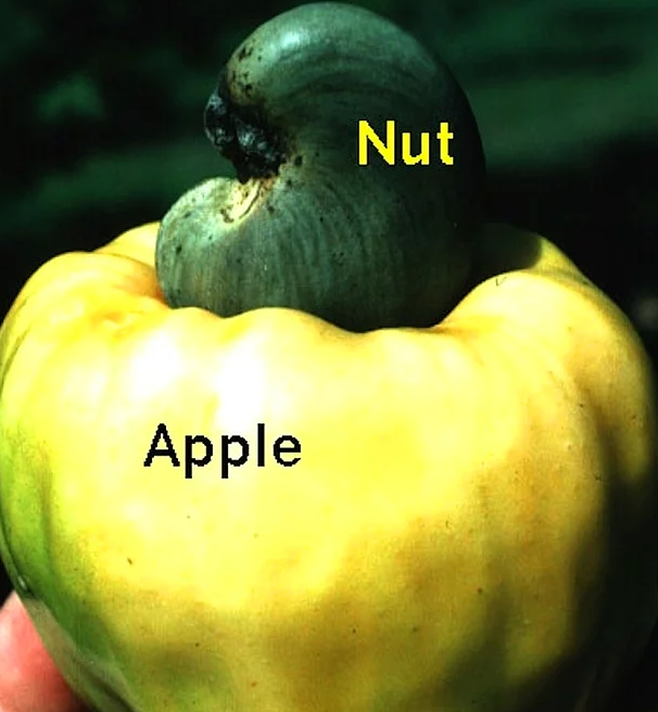 Gerçek olduğuna inamayacağınız ilginç bilgiler - Resim: 1