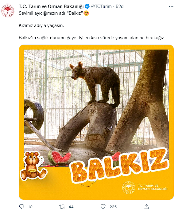 Düzce'de baldan bayılan ayının adı belli oldu! Bakanlık bu ismi seçti - Resim: 0