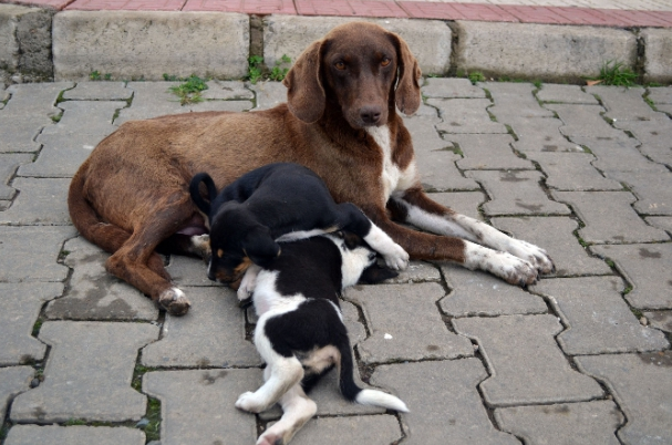 Kediler yavru köpeği böyle yaraladı - Resim: 3