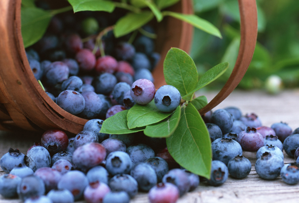 Yaban mersini hayatınızı değiştirecek - Resim: 2