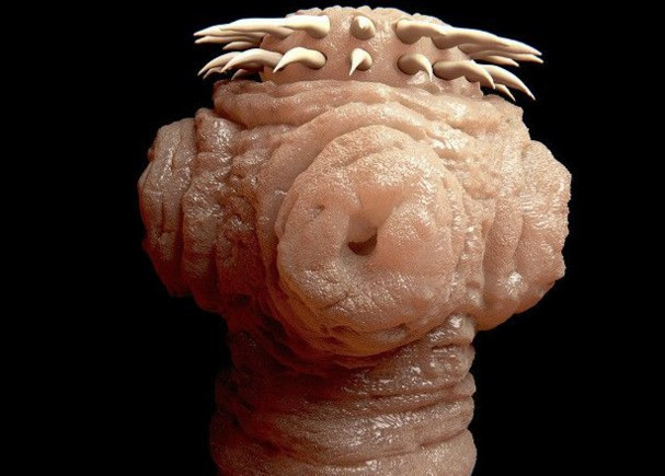 Zayıflamak için onu yutuyorlar 9 cm olunca da... - Resim: 4