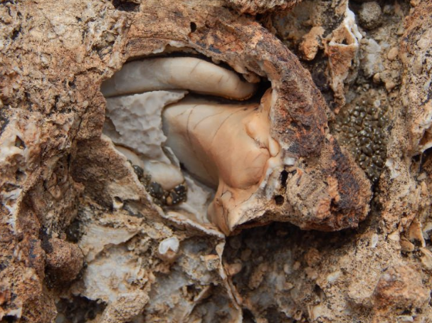 Konya'da bulunanlar tam 98 milyon yıllık çıktı görenler şaşkına döndü - Resim: 3