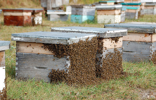 Arıların müthiş özellikleri - Resim: 3