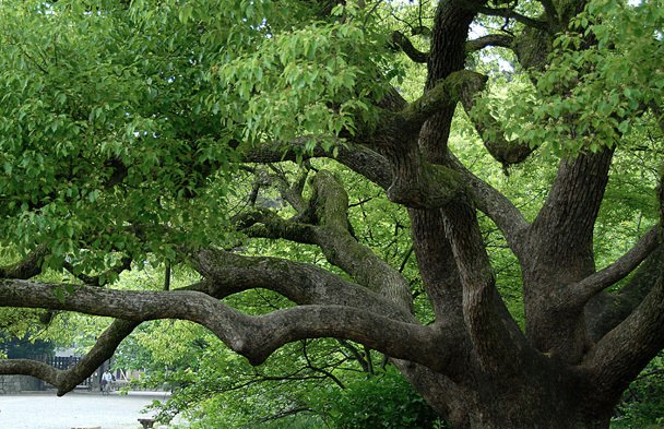 Kafur Ağacı'nın faydalarını duyunca çok şaşıracaksınız! - Resim: 2