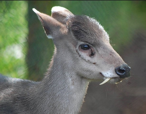 Vampir geyik 60 yıl sonra tekrar ortaya çıktı... - Resim: 2