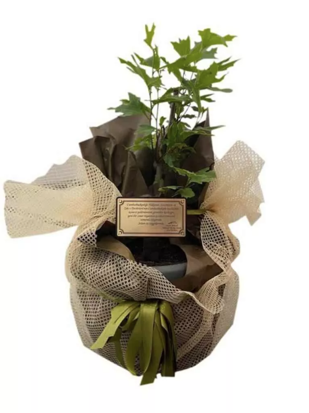 MHP Lideri Devlet Bahçeli'den, Cumhurbaşkanı Erdoğan'a manidar hediye - Resim: 0