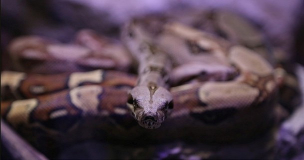 Bu evde her sürüngen var - Resim: 2