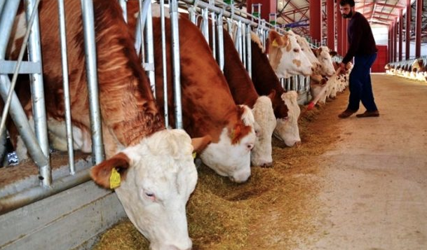 53 milyon liralık destek ödemesi bugün başlıyor! Bakan Pakdemirli duyurdu - Resim: 0